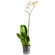 Белая орхидея Фаленопсис в горшке. Катар